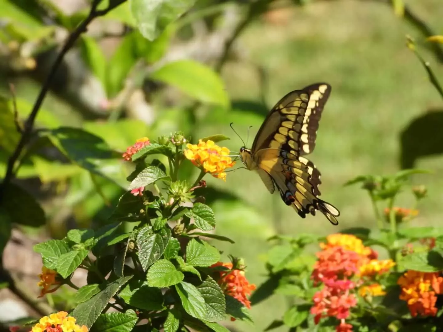 Posada Del Sol - Mobile Home & RV Park - 55+ (17)